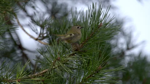Goldcrest (Regulus regulus) feeding and calling from firtree Video stock 297639485