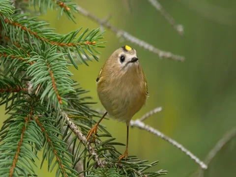 Goldcrest (Regulus regulus) Stock Footage 80707827