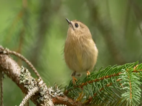 Goldcrest (Regulus regulus) Stock Footage