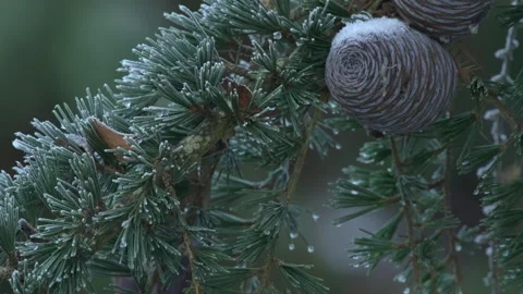 Goldcrest (Regulus regulus) moves around fir tree in frost Stock Footage 297639755