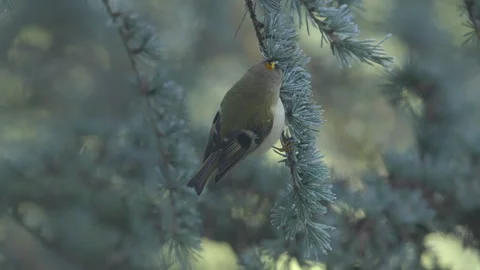 Goldcrest (Regulus regulus) moves around fir tree Stock Footage 297639758