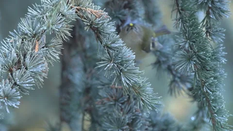 Goldcrest (Regulus regulus) moving in fir tree Stock-Footage 297639638