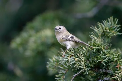Goldcrest, Regulus regulus Stock Photos