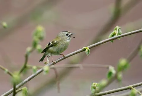 Goldcrest, Regulus regulus Foto stock