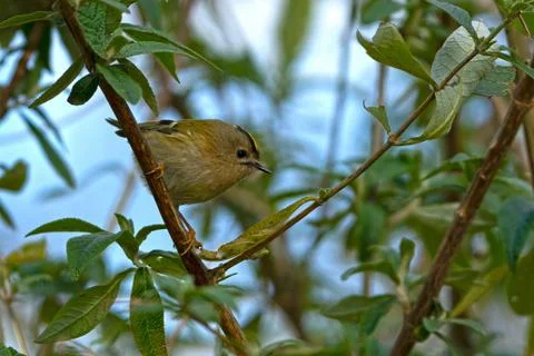 Goldcrest - Regulus regulus. Stock Photos