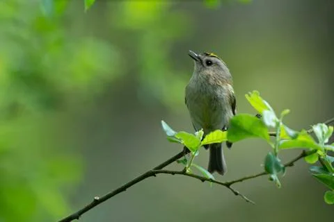 Goldcrest - Regulus regulus. Stock Photos