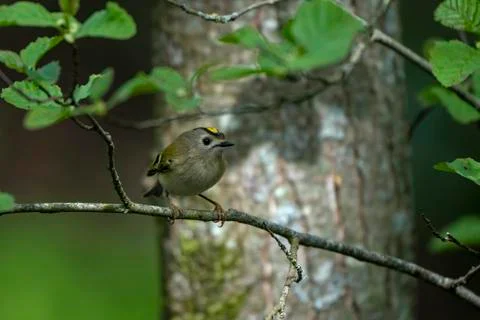Goldcrest - Regulus regulus. Stock Photos