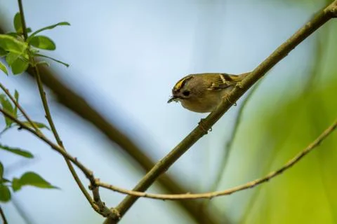Goldcrest - Regulus regulus. Stock Photos
