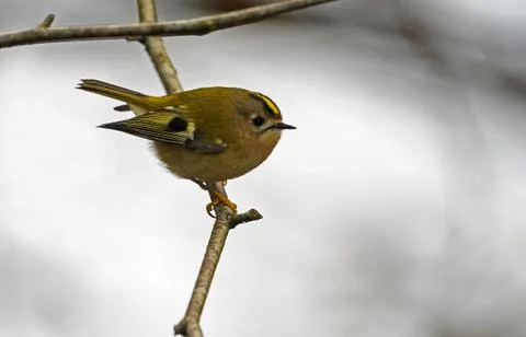 Goldcrest - Regulus regulus. Stock Photos