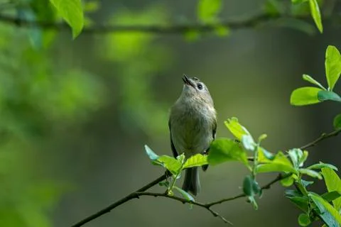 Goldcrest - Regulus regulus. Stock Photos