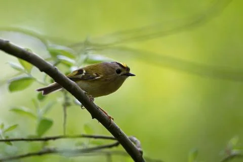 Goldcrest - Regulus regulus. Foto stock