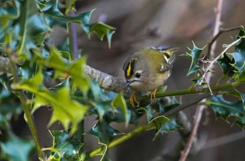 Goldcrest - Regulus regulus. Stock Photos