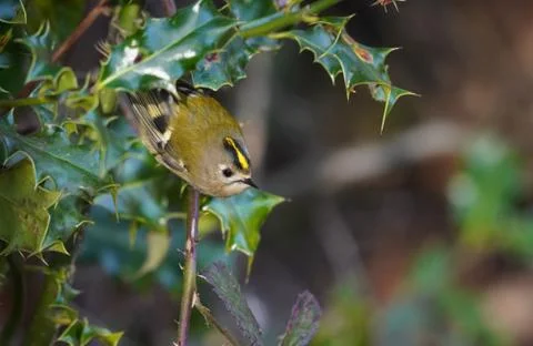 Goldcrest - Regulus regulus. Stock Photos