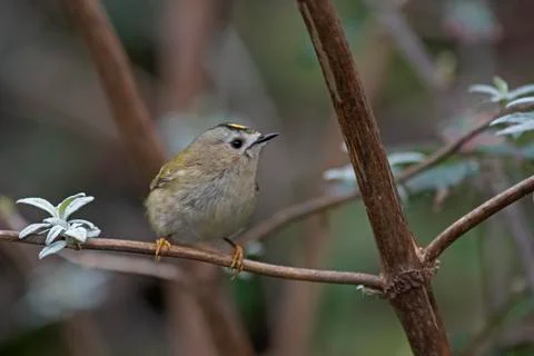 Goldcrest - Regulus regulus. Stock Photos