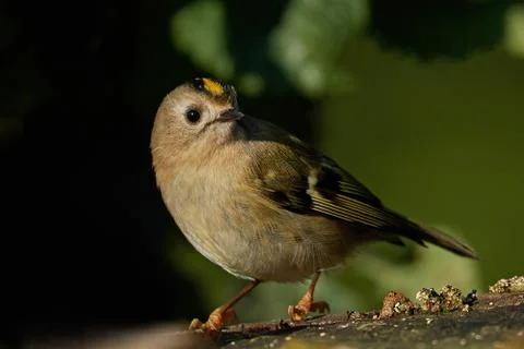 Goldcrest (Regulus regulus) Stock Photos