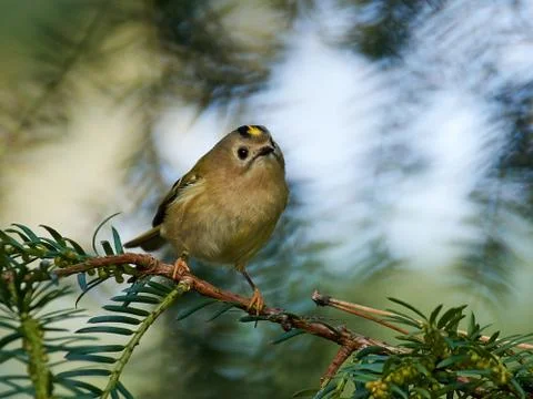 Goldcrest (Regulus regulus) Stock Photos