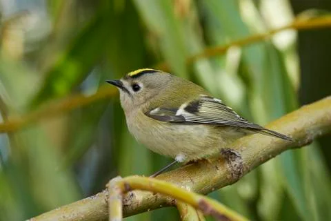 Goldcrest (Regulus regulus) Stock Photos