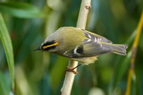 Goldcrest (Regulus regulus) Stock Photos