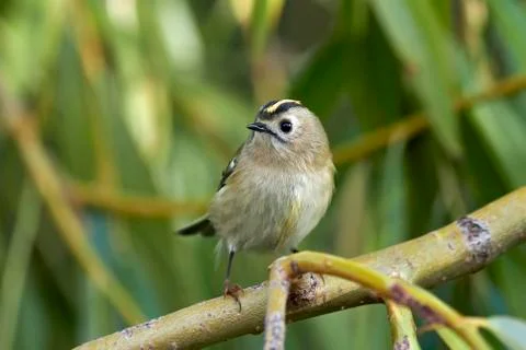 Goldcrest (Regulus regulus) Stock Photos