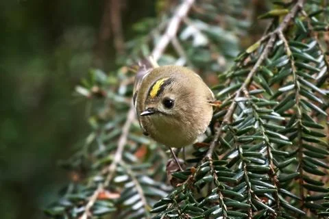 Goldcrest (Regulus regulus) Stock Photos