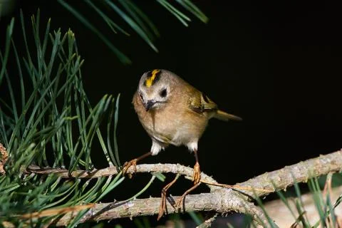 Goldcrest (Regulus regulus) Stock Photos