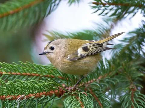 Goldcrest (regulus regulus) Stock Photos