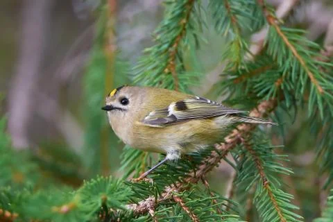 Goldcrest (regulus regulus) Stock Photos