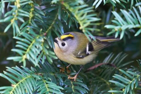 Goldcrest (Regulus regulus) Stock Photos