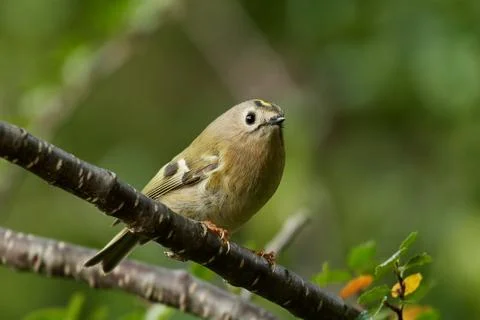 Goldcrest (Regulus regulus) Stock Photos