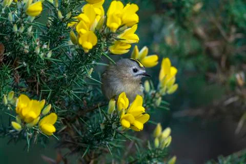 Goldcrest- Regulus regulus. Stock Photos