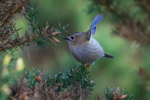 Goldcrest- Regulus regulus. Stock Photos