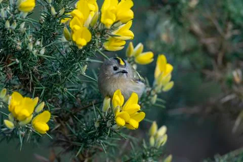 Goldcrest- Regulus regulus. Stock Photos