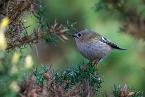Goldcrest- Regulus regulus. Stock Photos