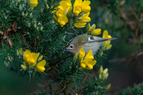 Goldcrest- Regulus regulus. Stock Photos