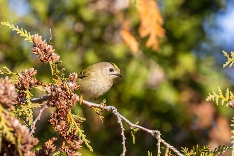 Goldcrest (Regulus regulus) sitting on a thuja twig Stock Photos