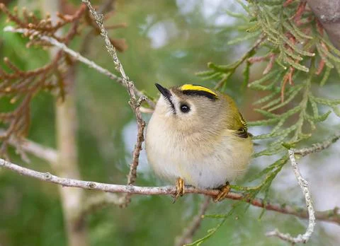 Goldcrest, Regulus regulus. A small bird fluffs up its feathers, sitting on.. Foto stock