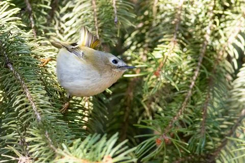 Goldcrest, Regulus regulus. The smallest bird of Eurasia. Sunny morning, a bi Stock Photos