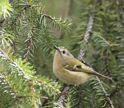 Goldcrest, regulus regulus. The smallest bird in Eurasia sits on a spruce b.. Stock Photos
