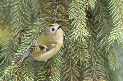 Goldcrest, regulus regulus. The smallest bird in Eurasia sits on a spruce b.. Stock Photos