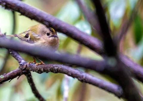 Goldcrest (Regulus regulus) - Tiny King of the European Forest Stock Photos