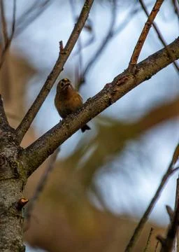 Goldcrest (Regulus regulus) - Tiny King of the European Forest Foto stock