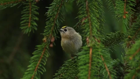 Goldcrest singing and leaving Stock Footage 240498108