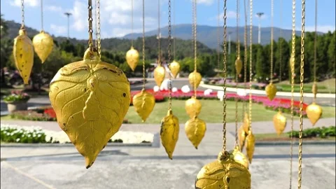 Golden 2 Stock Footage 325920044