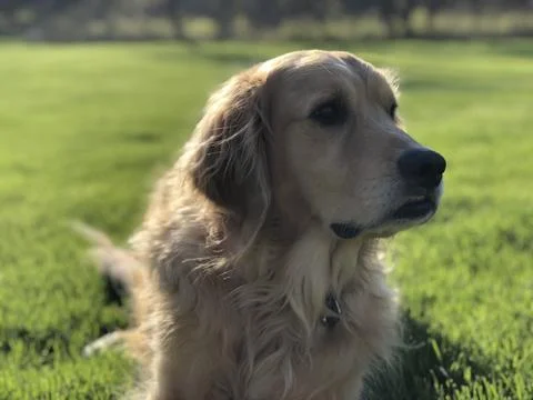 Golden 3 Stock Photos