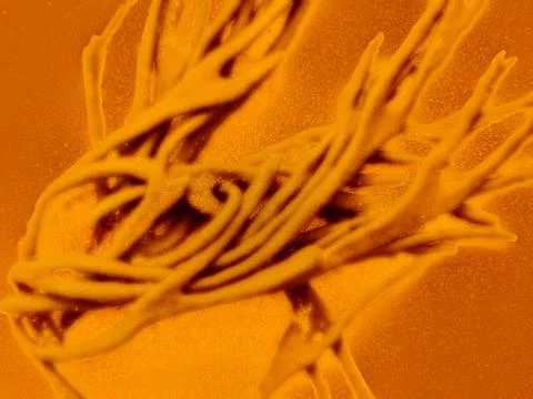 Golden abstract pattern of Codium fragile macro – fine art Foto stock