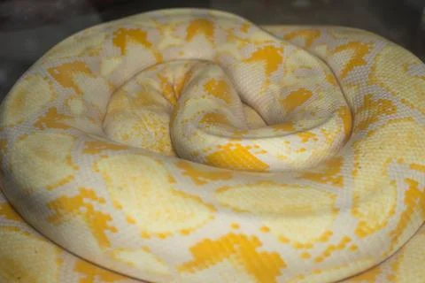 Golden albino python curled up, showcasing its vibrant patterns and smooth sc Foto stock