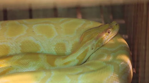 Golden albino python 스톡 동영상 47729873