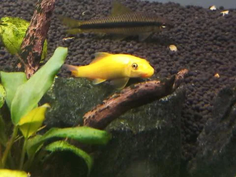 Golden algae eater in aquarium Foto stock