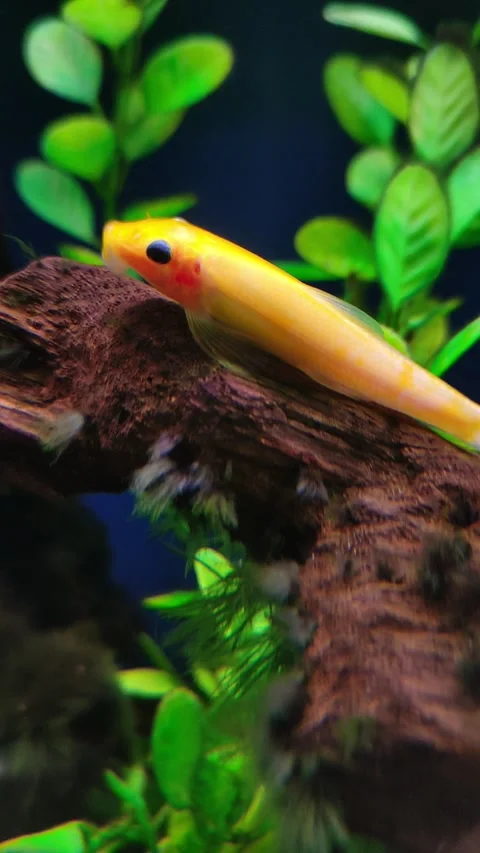 Golden algae eater resting on driftwood in aquarium, vertical Stock-Footage 343589803