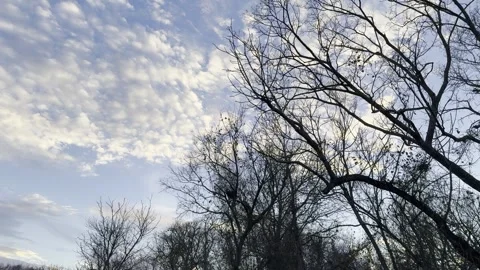 Golden Altocumulus Clouds and Bare Tree Branches Видео 344717333